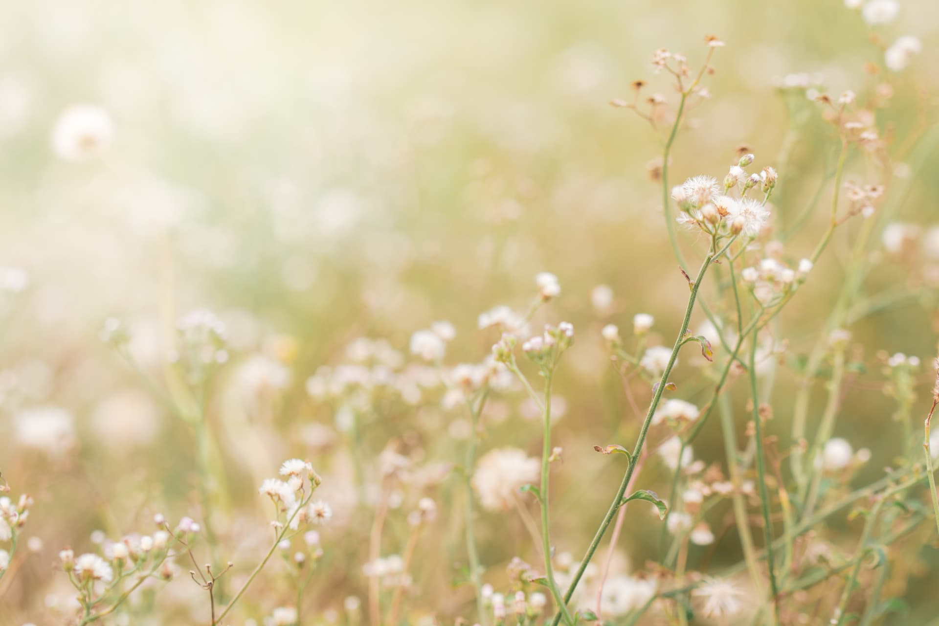 Blomstereng i mykt, naturlig lys